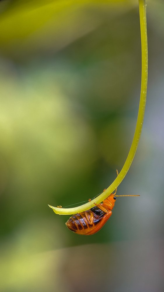 Hanging bug