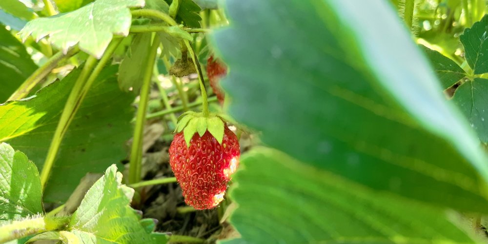 Затаившаяся клубничка