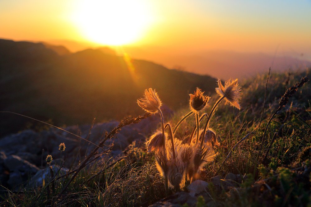 Прострел Крымский