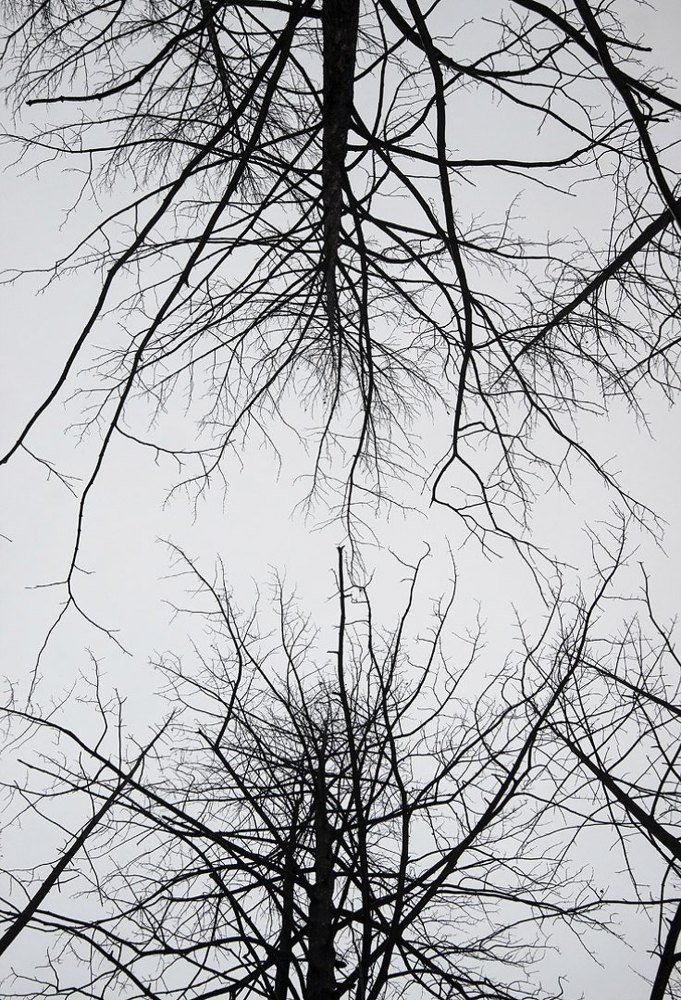 Мертвый лес