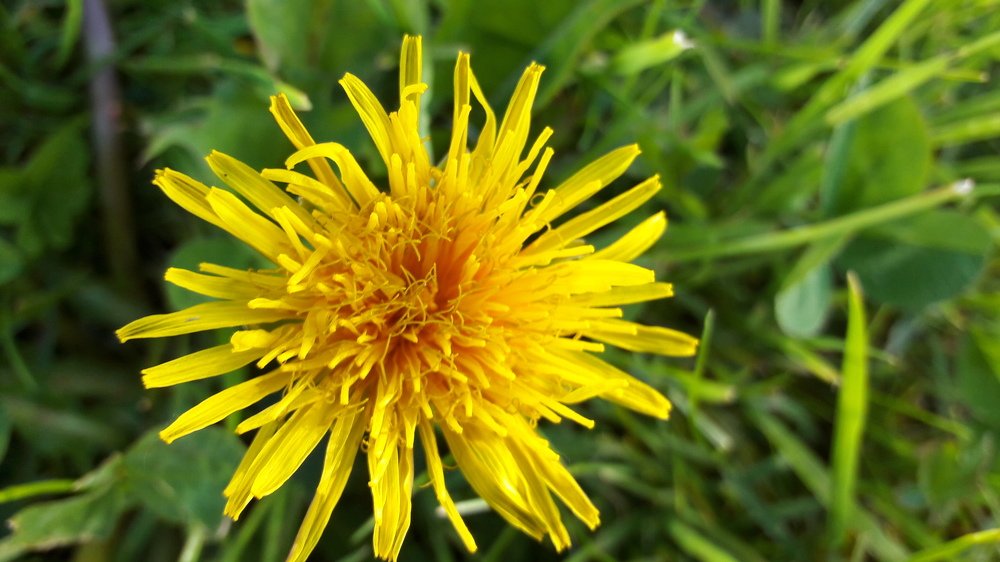 Dandelion in blossom