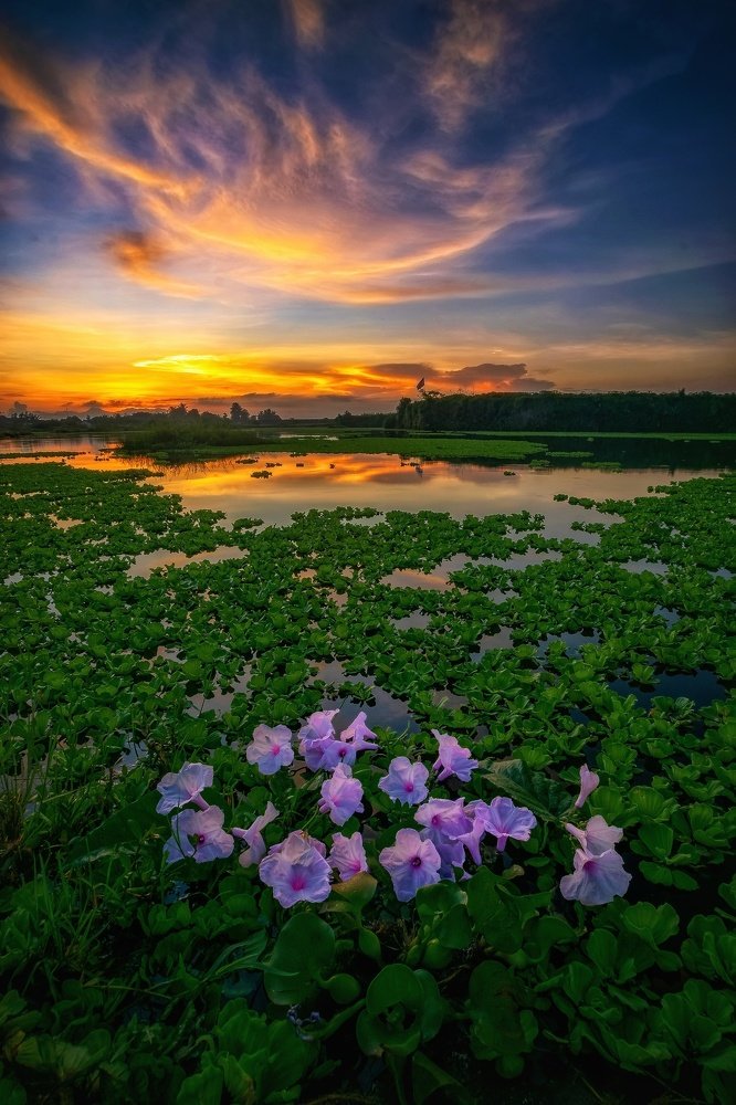 Purple in the morning