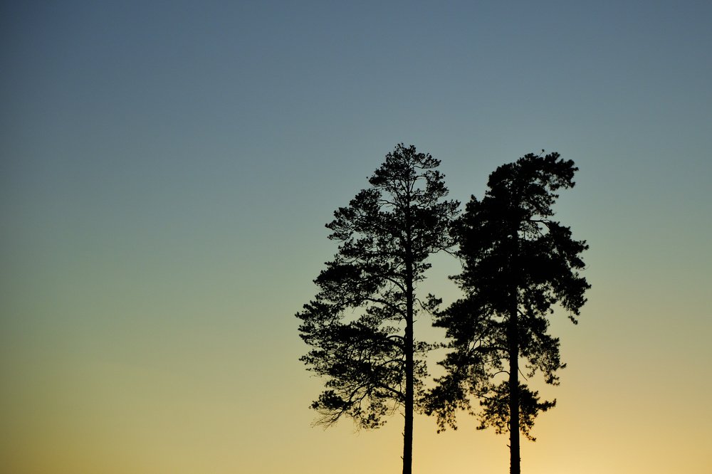 В двух соснах