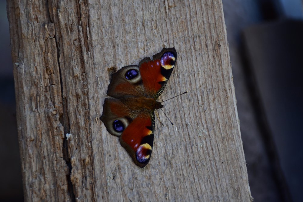 Павлиний глаз