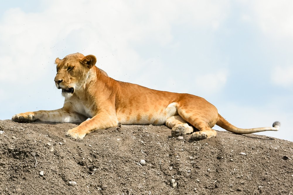 A lazy lioness
