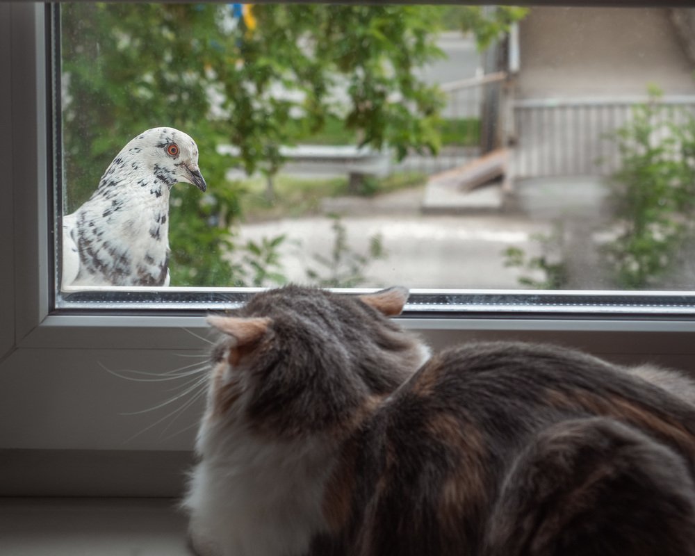 Кот и голубь