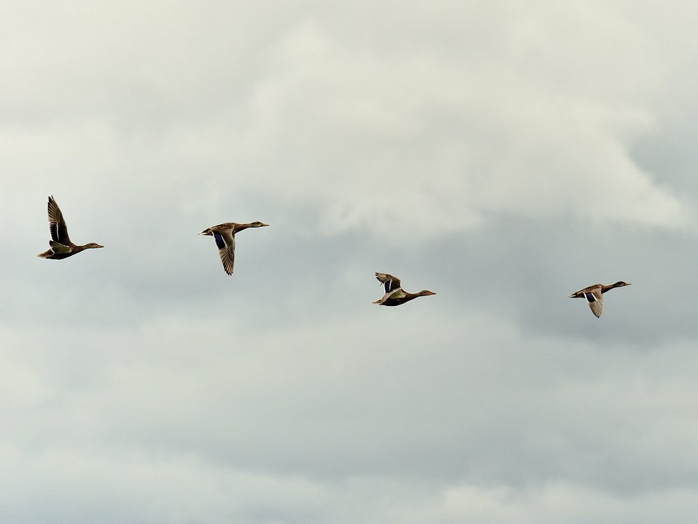 Photograph by Игорь Кац