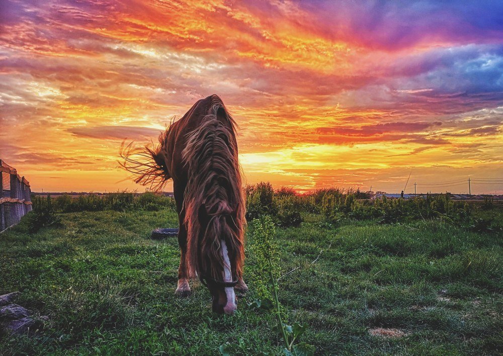 Конь-огонь. Село Париж