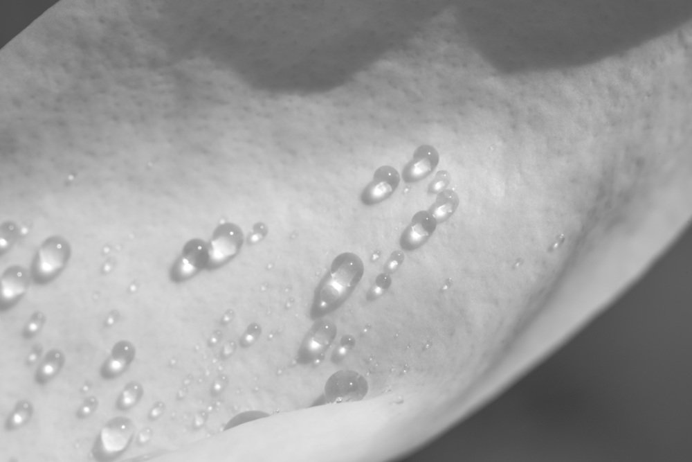 Первый дождь на лепестках Магнолии