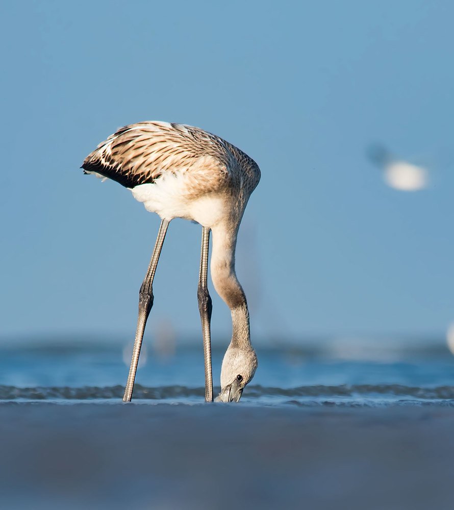 Sea shore and a Bird