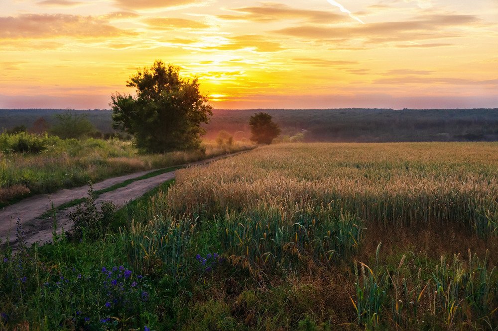 Море пшеничное