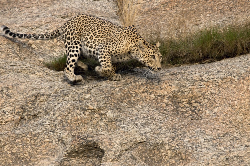 a leopardess chasing its prey