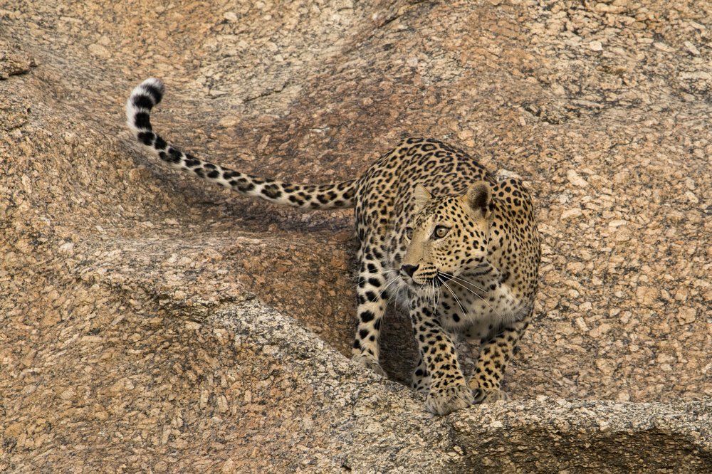 Few seconds before the hunt