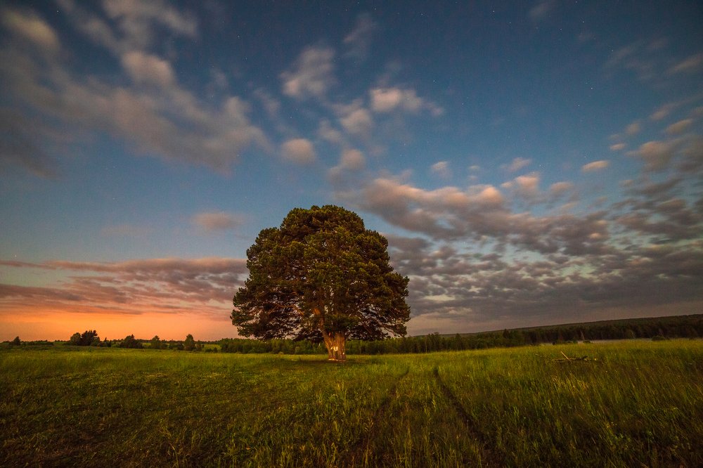 Большой Кияик, 300-летняя сосна
