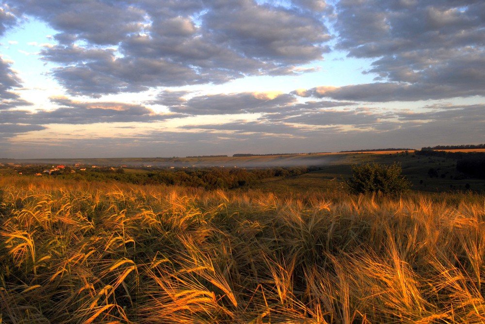 Рассвет на пшеничном поле