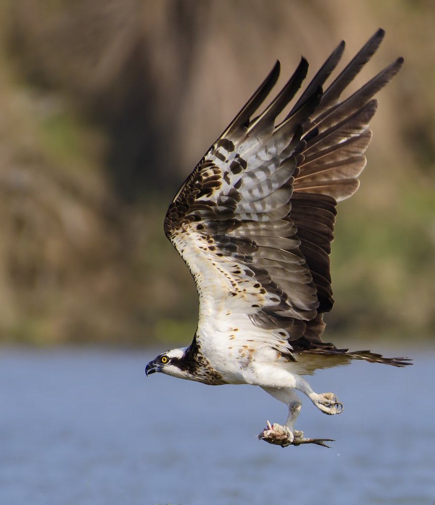 Osprey with catch