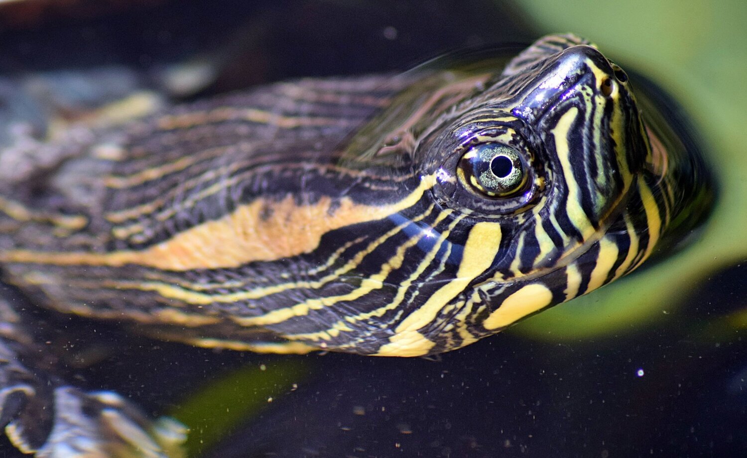 Tartaruga