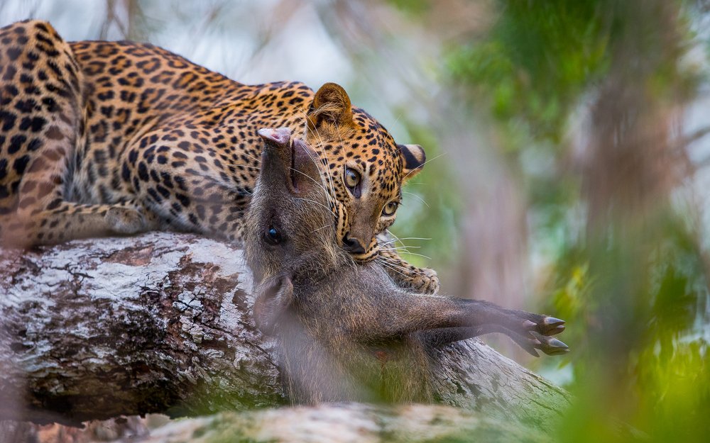 Leopard Hunt