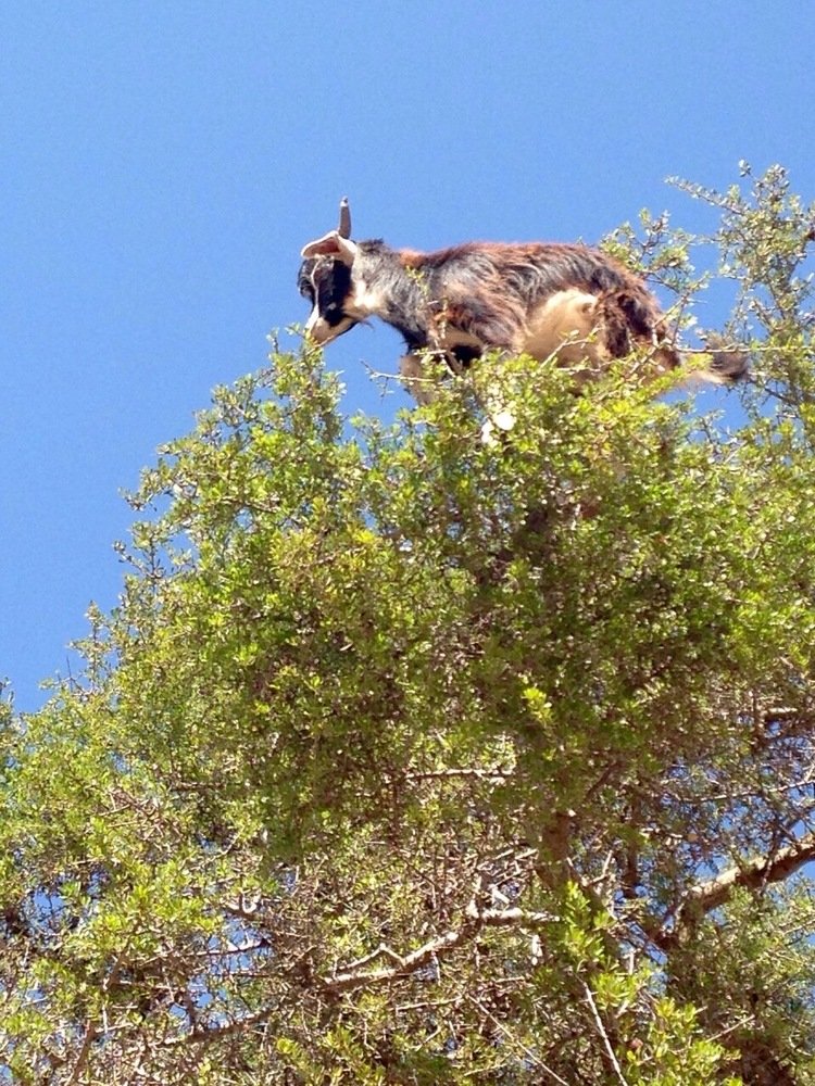 Марокканские козы