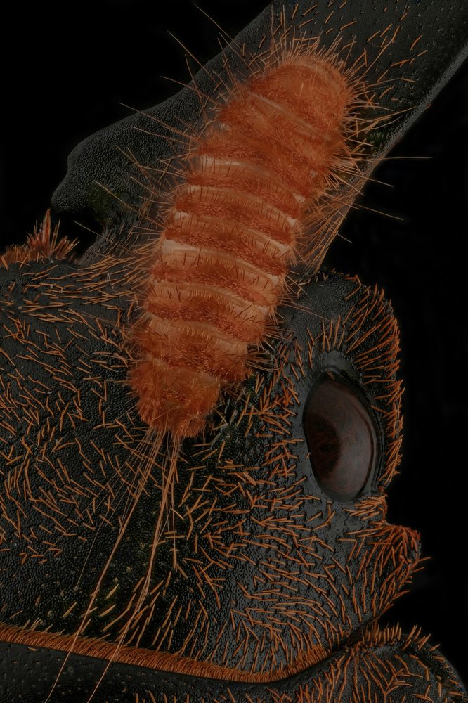 A larva around the eye of the beetle