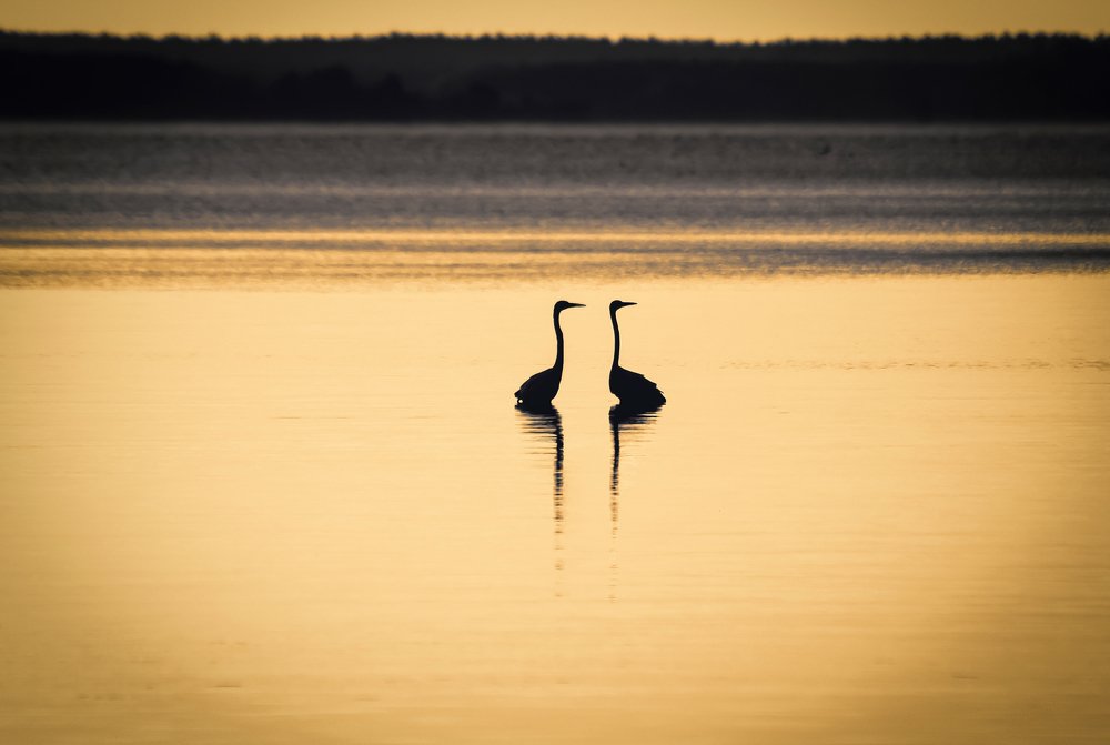 Рассветное