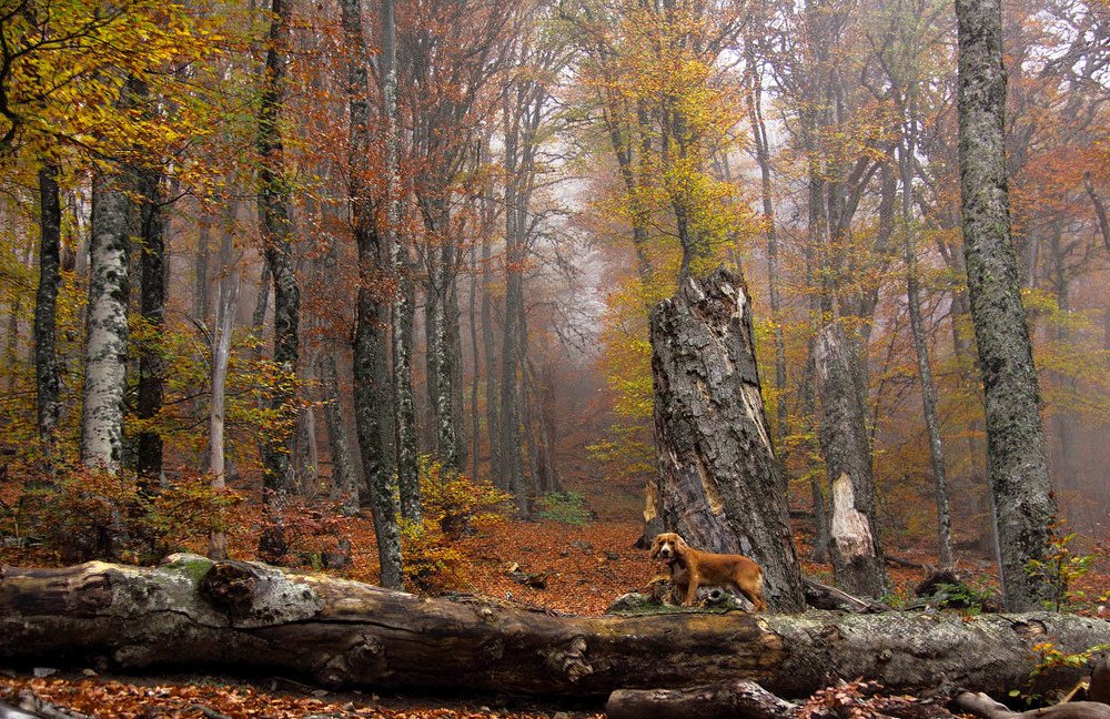 На осенних склонах Чатыр-Дага