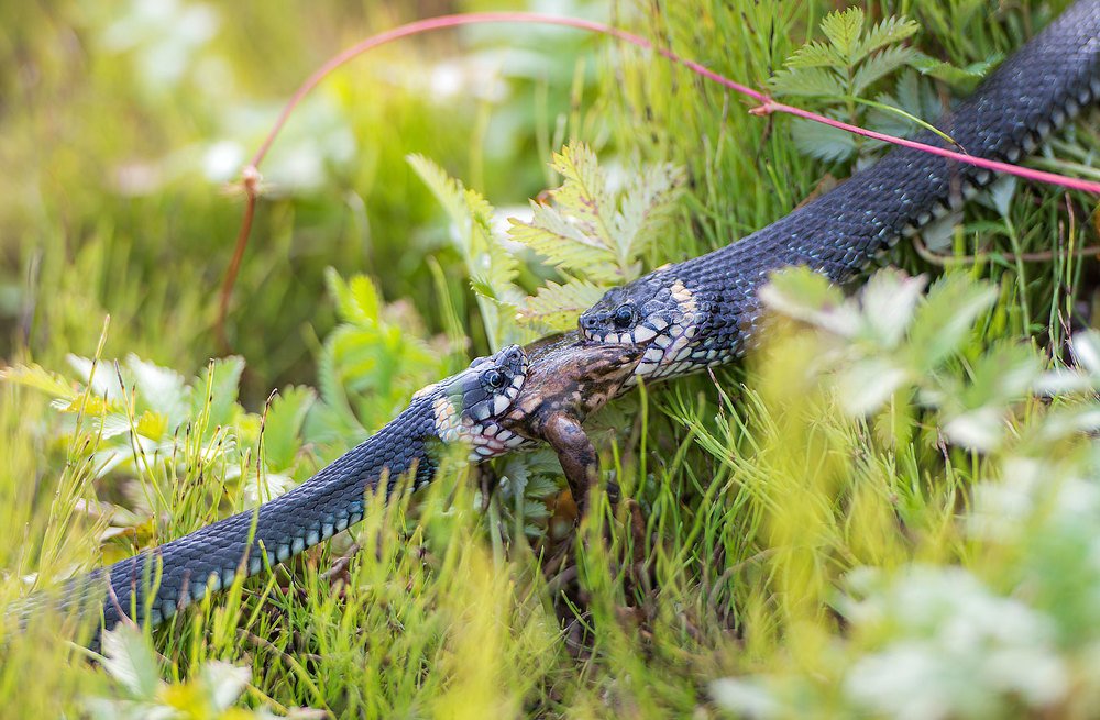 Тянем канат.