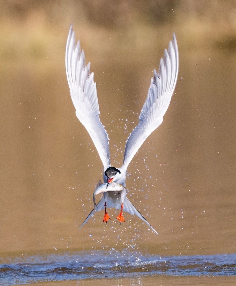 Крачка на охоте.