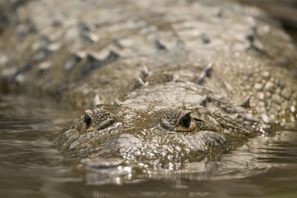 Morelet's crocodile