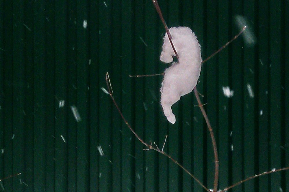 Замёрзший конёк