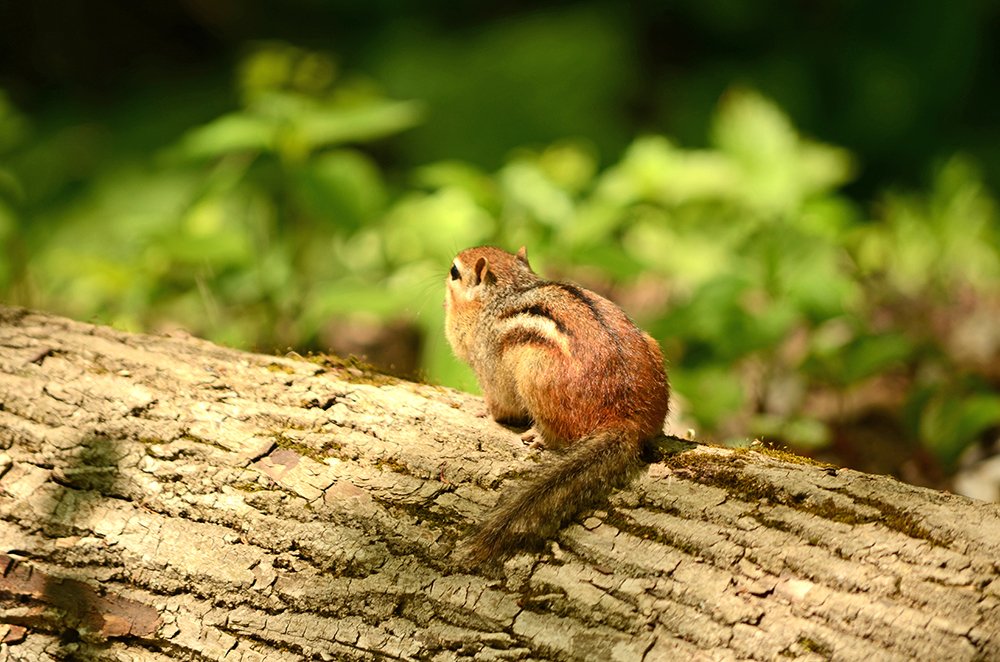 Save the nature and save you life. Canada.