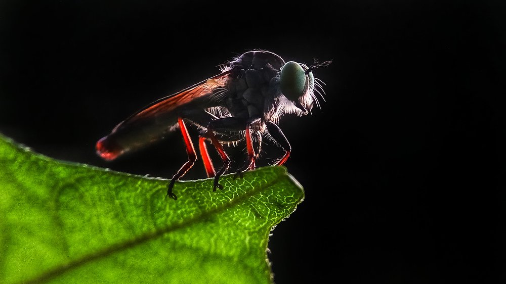 Robber Fly In Darkness