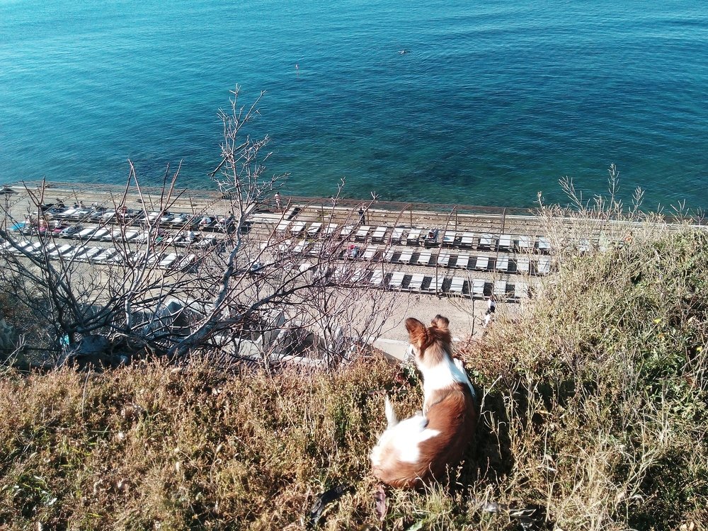 зимой на пляже нет еды собаке