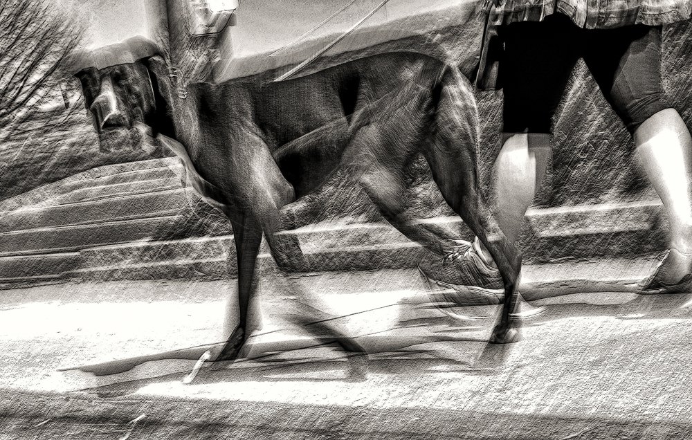 Прогулка с собакой