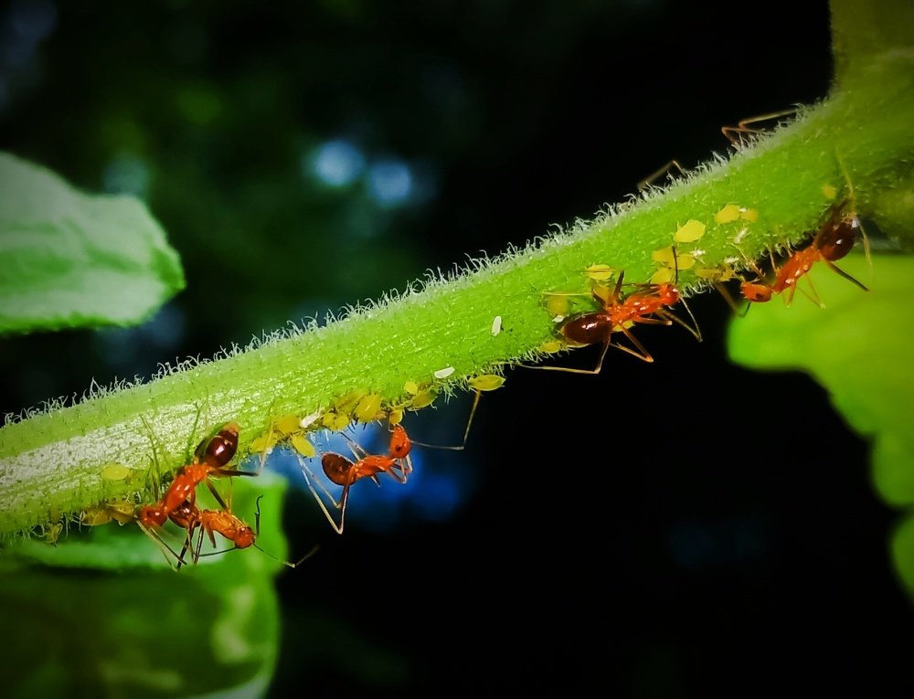 Ants keep their life