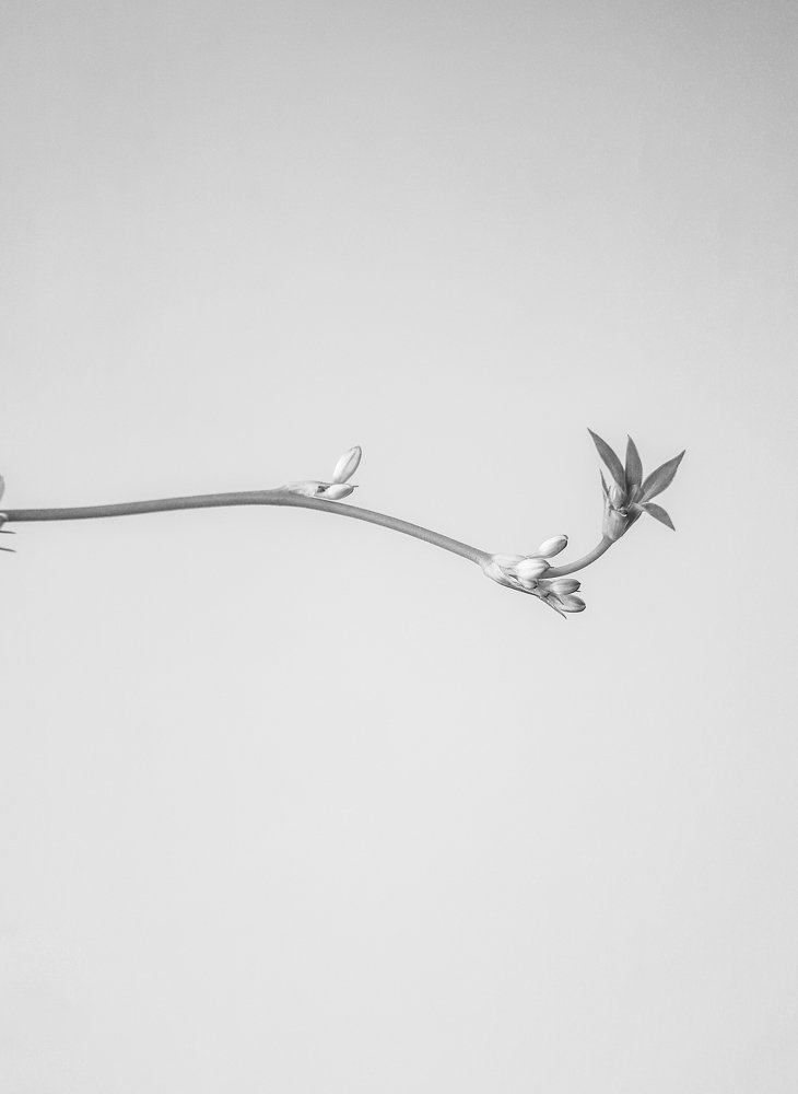 Хлорофитум