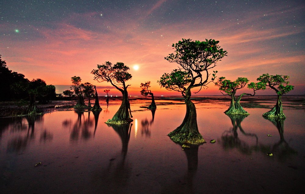 Mangroves Sunset