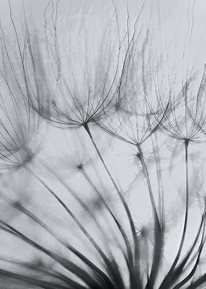 to fly or not no fly