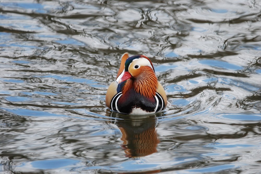 Утка мандаринка.