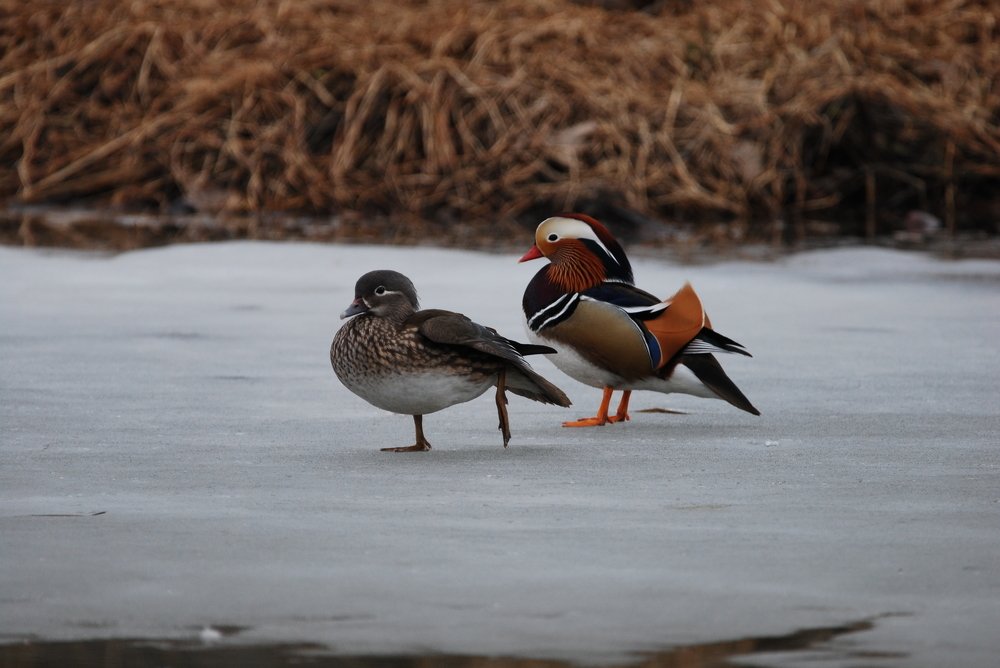 Пара уток мандаринок.