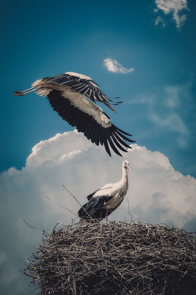 Photograph by Robert Tarcan