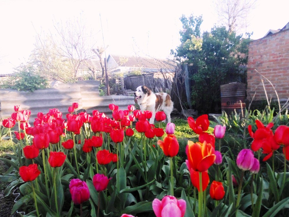 охрана цветов, лучше бы мяса