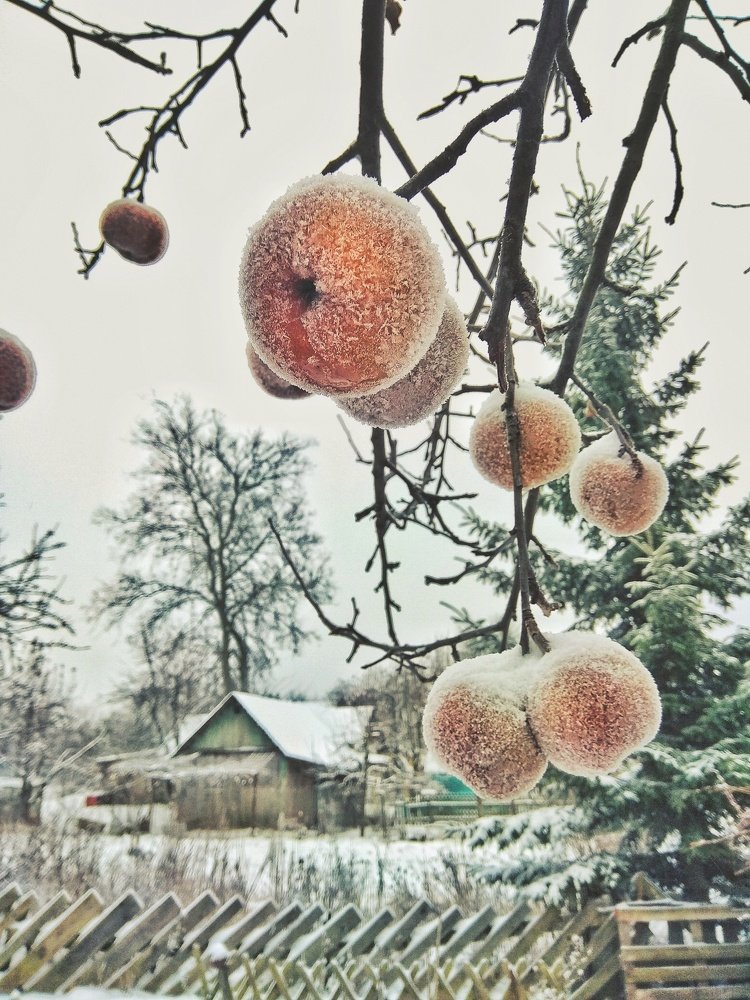 Зима в деревне