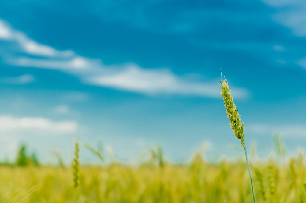 Хлеб-всему голова