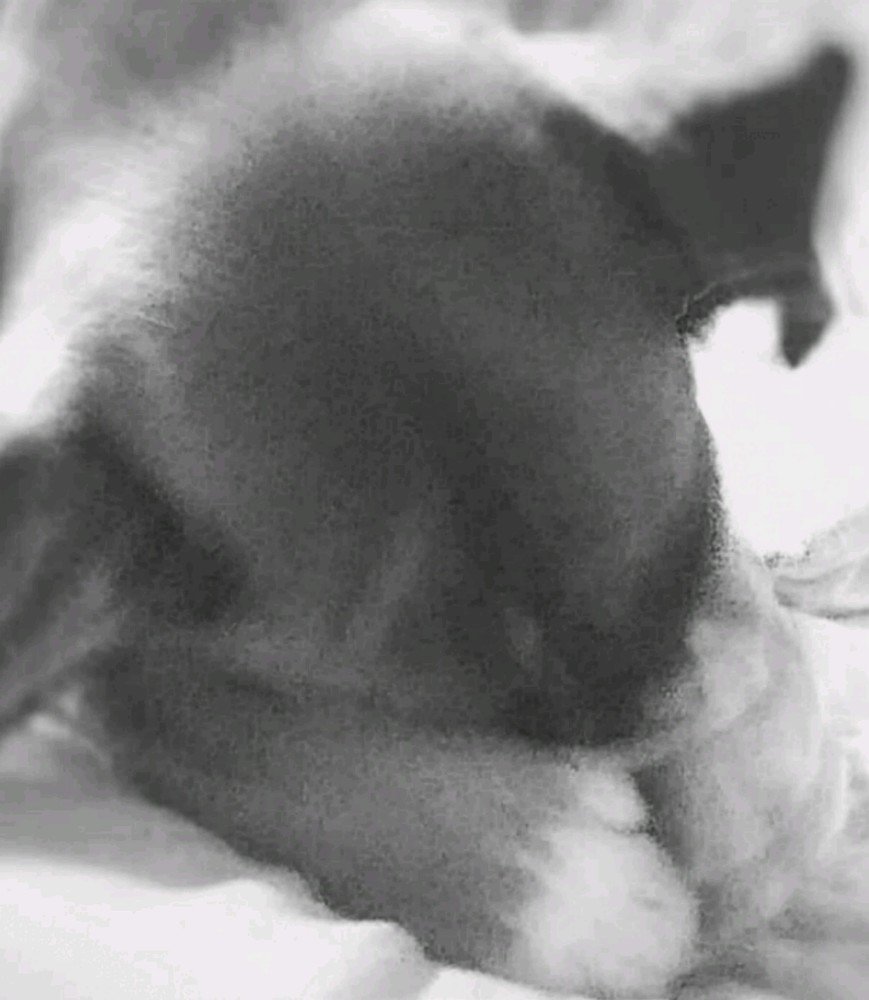 Puppy shy