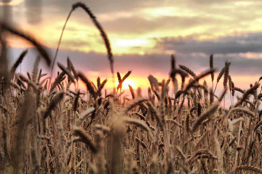 "Пшеничное поле в лучах заката"