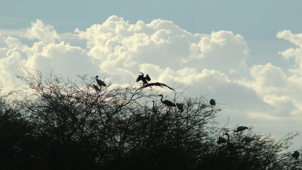 Shadow are light of colour.