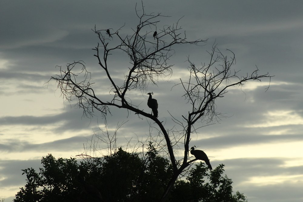 Shadow are light of colour.