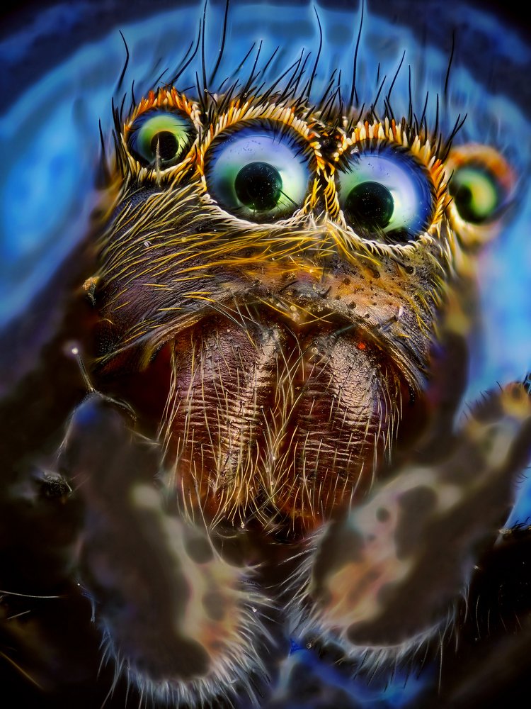 Арахнофобия