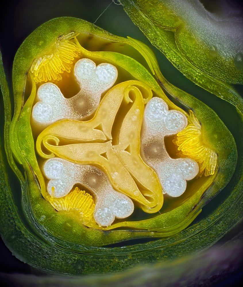 Скрытая красота цветка